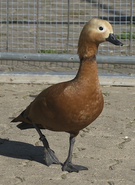 人问题